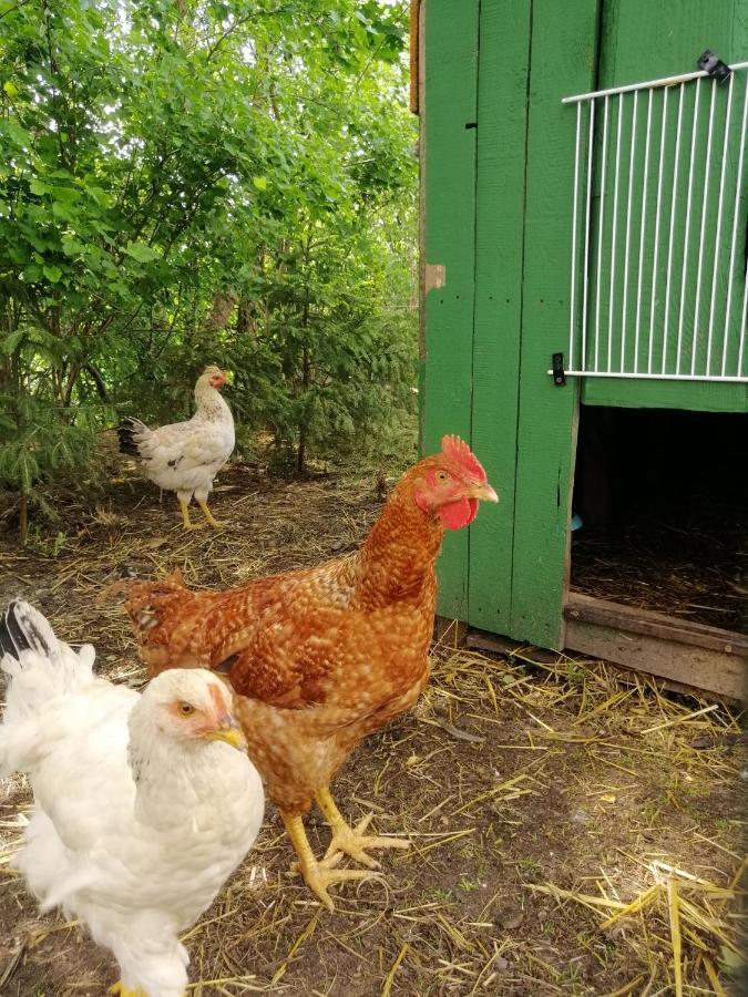 Mv Apartamenty Komfort Augustów Kültér fotó